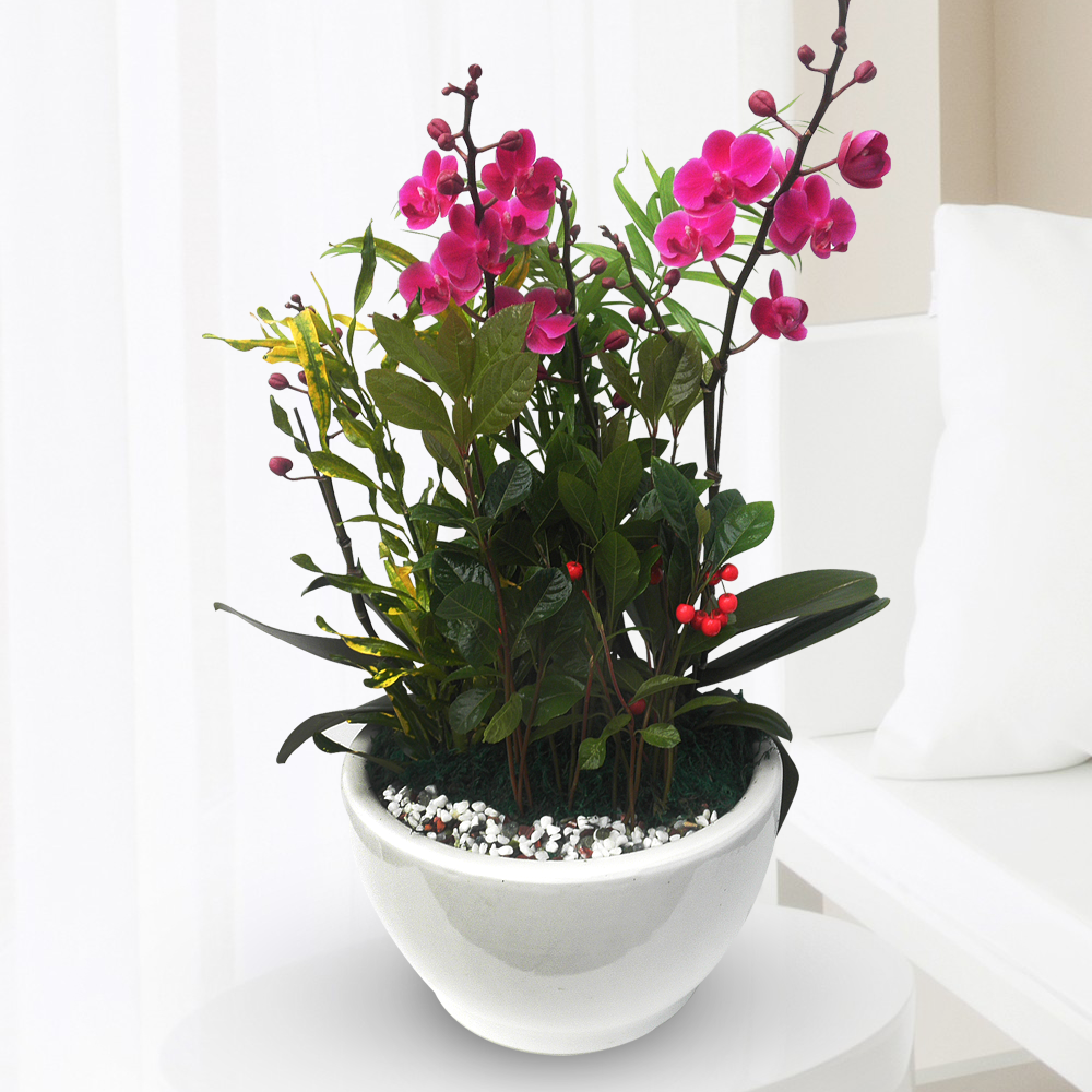 에코플라워 서양란 (만 천 홍) 전국당일배송 사진전송 승진 영전 인사이동 진급 취임 개업 꽃배달 h-0020 54,000원