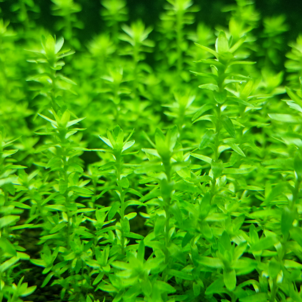 [수초명장] 스타레인지 7줄기 달팽이 이끼 없는 수초 구피 새우 물고기 은신처 어항 수생식물 12,100원