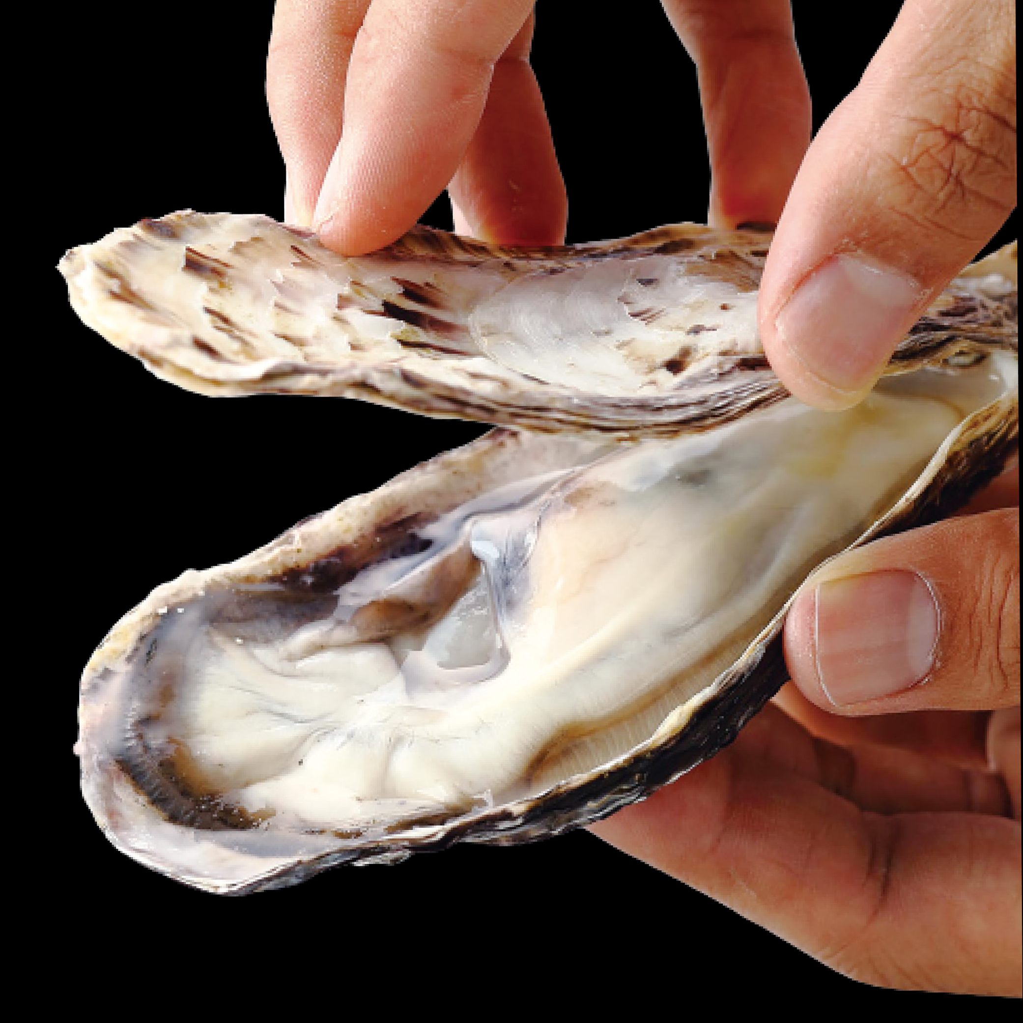 [100%산지직송] 신선당일조업 최상급 석화 굴 14,800원