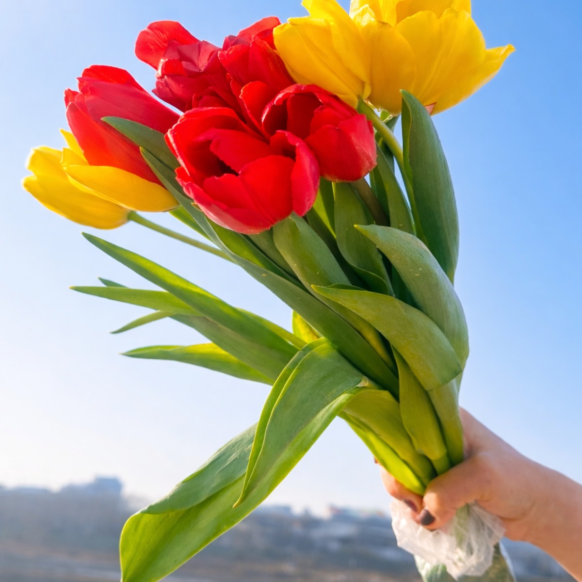 꽃한스푼 튤립 생화, 랜덤컬러튤립 10송이, 1개 20,000원