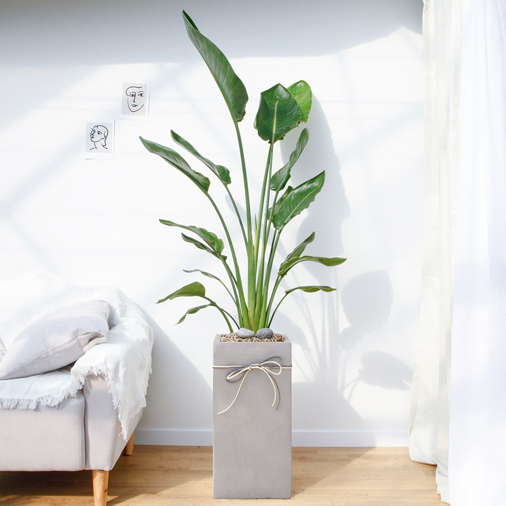 드셀플라워 금전수 돈나무 개업 화분 집들이 선물 승진 사무실 이전 병원 개원 식당 개업식 축하 화분 배달 당일배송 특대형 그레이 사각 경량화분, 1개, 18.특대형_극락조 그레이 사각 경량화분 169,000원