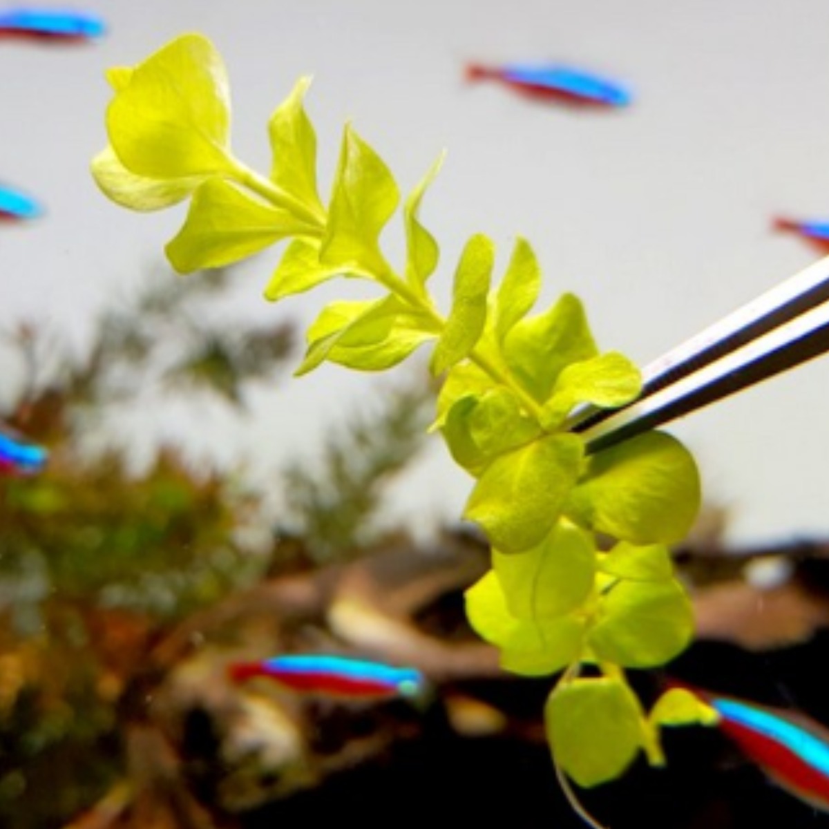 [수초대장] 라지 펄그라스 (9촉) 중후경수초 6,000원