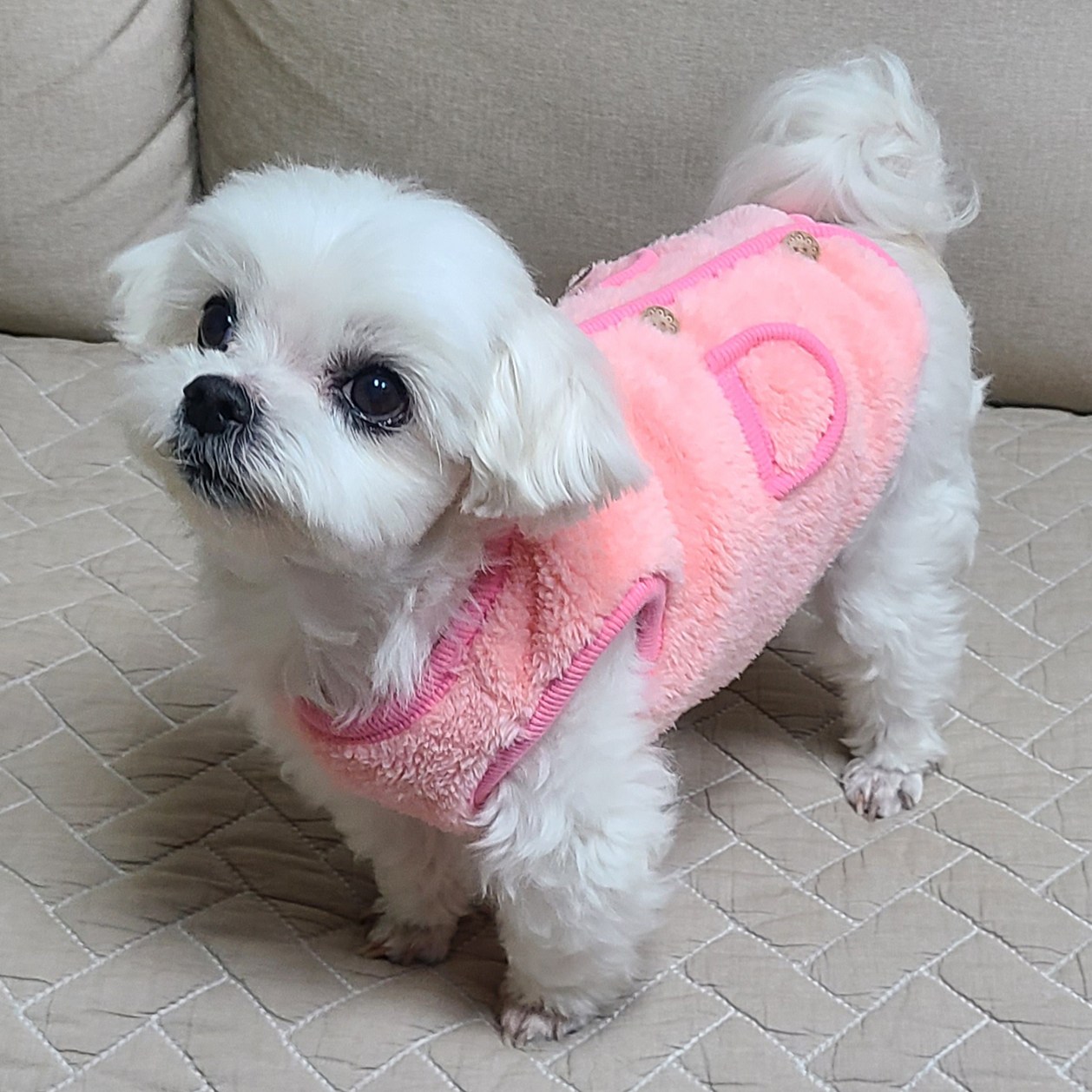 바이담수미 강아지 단추 장식용 토끼 수면 조끼 19,900원