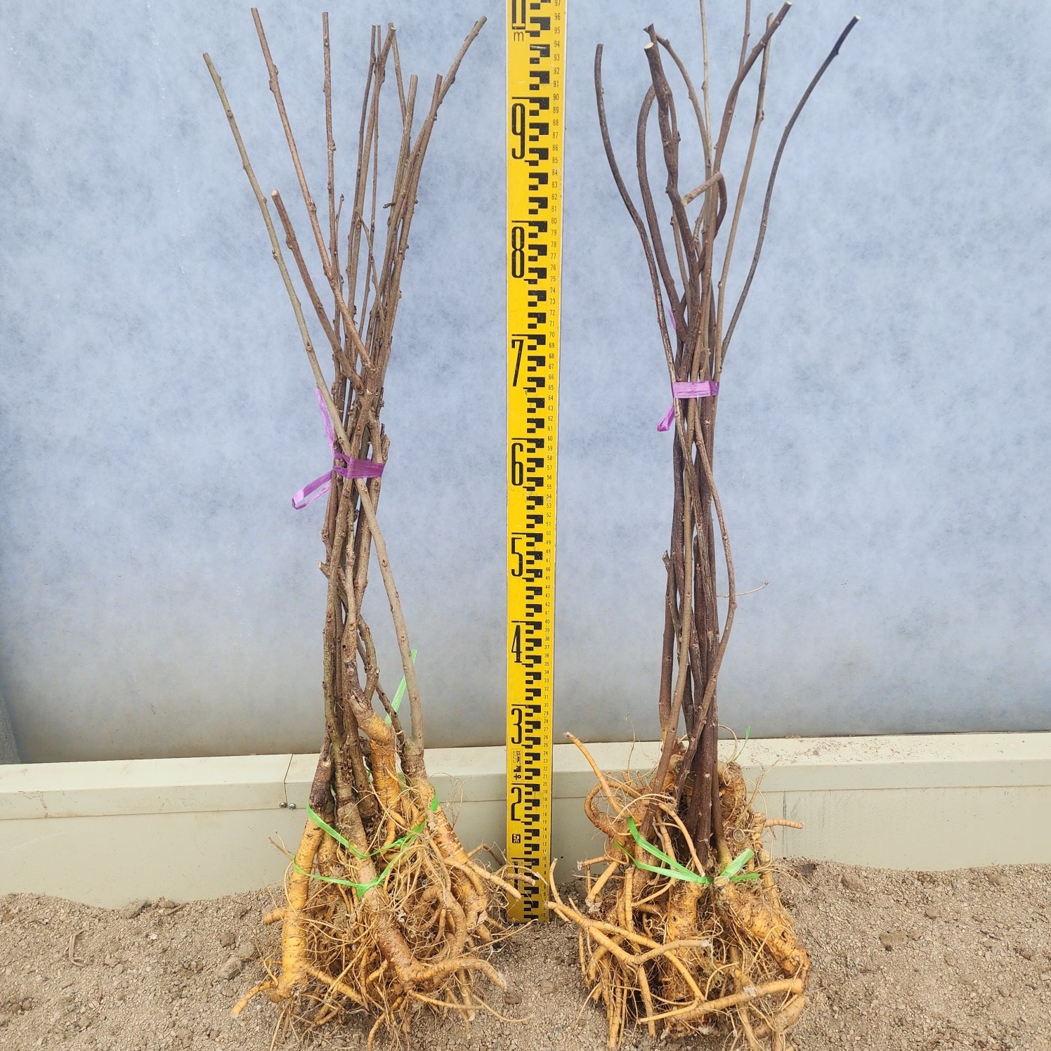 나무언니 등나무 묘목 아지 2년생 신품종 꽃등나무 51,000원