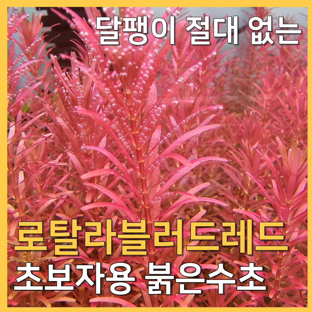[수초농부] 로탈라 블러드 레드 붉은 색감 초보수초 7,420원
