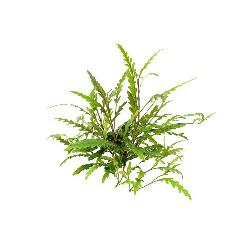 [수초대장] 하이그로필라 피나디피다 그린 소 (1촉) 활착수초 2,000원