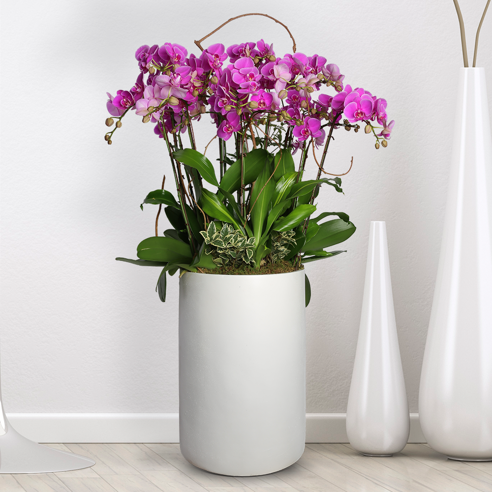 에코플라워 서양란 (핑크호접 대형_100cm내외) 전국당일배송 사진전송 승진 영전 인사이동 진급 취임 개업 꽃배달 h-0465, 1개 171,000원