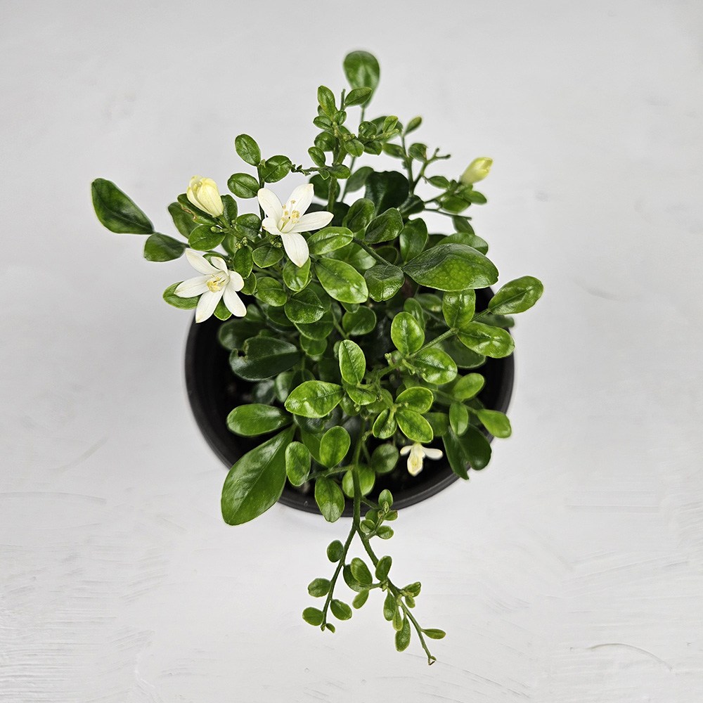 아비가든 오렌지자스민 소형 1+1 향기나는 식물 (화분받침포함) 11,560원