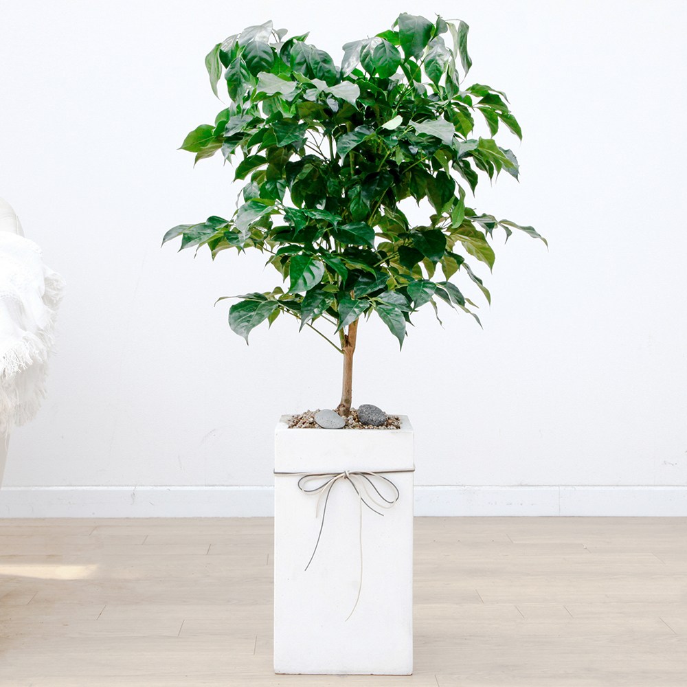 드셀플라워 금전수 돈나무 개업 화분 집들이 선물 승진 사무실 이전 병원 개원 식당 개업식 축하 화분 배달 당일배송 흰색사각 시멘트, 1개, 16.중형_녹보수 흰색사각 시멘트 85,000원