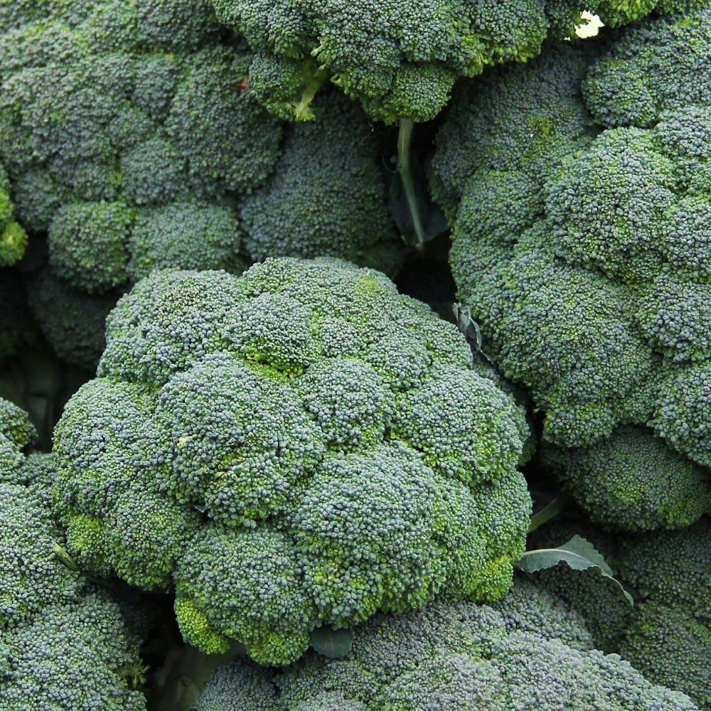 산정마을 브로콜리 (특품) 19,000원