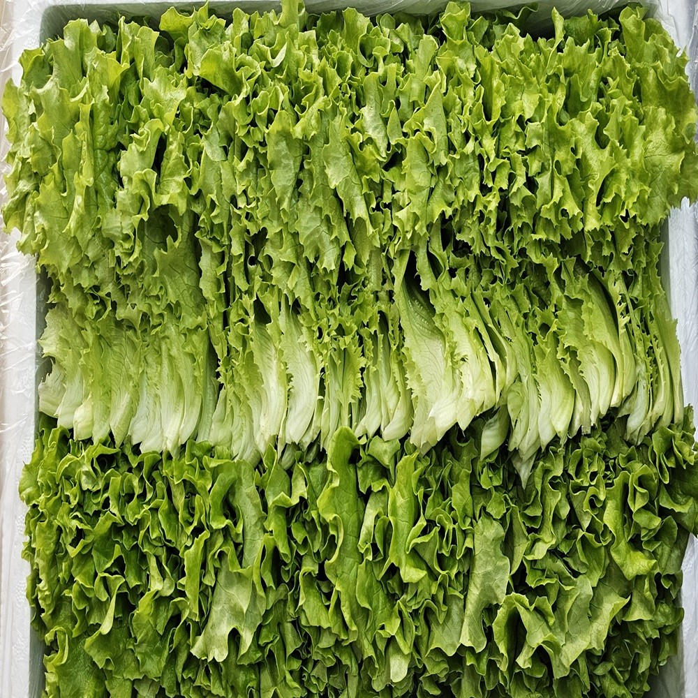 무농약 친환경 수경재배 쌈채소 샐러드채소 카이피라, 1개, 1kg 12,500원