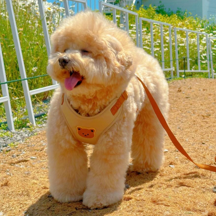 MAAH 강아지 곰돌이 Y형 하네스 + 리드줄 세트, 1세트, 카키베이지 12,500원