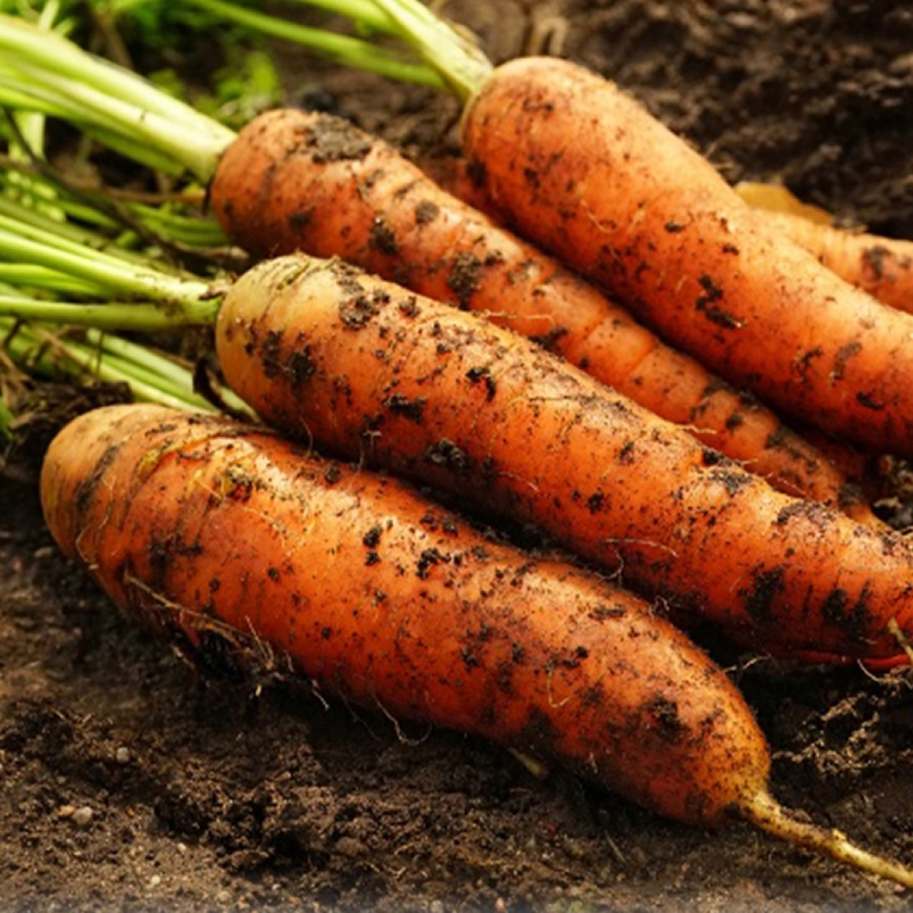 한정특가 우수농가 제주 구좌당근, 1박스, 5kg (중) 13,900원