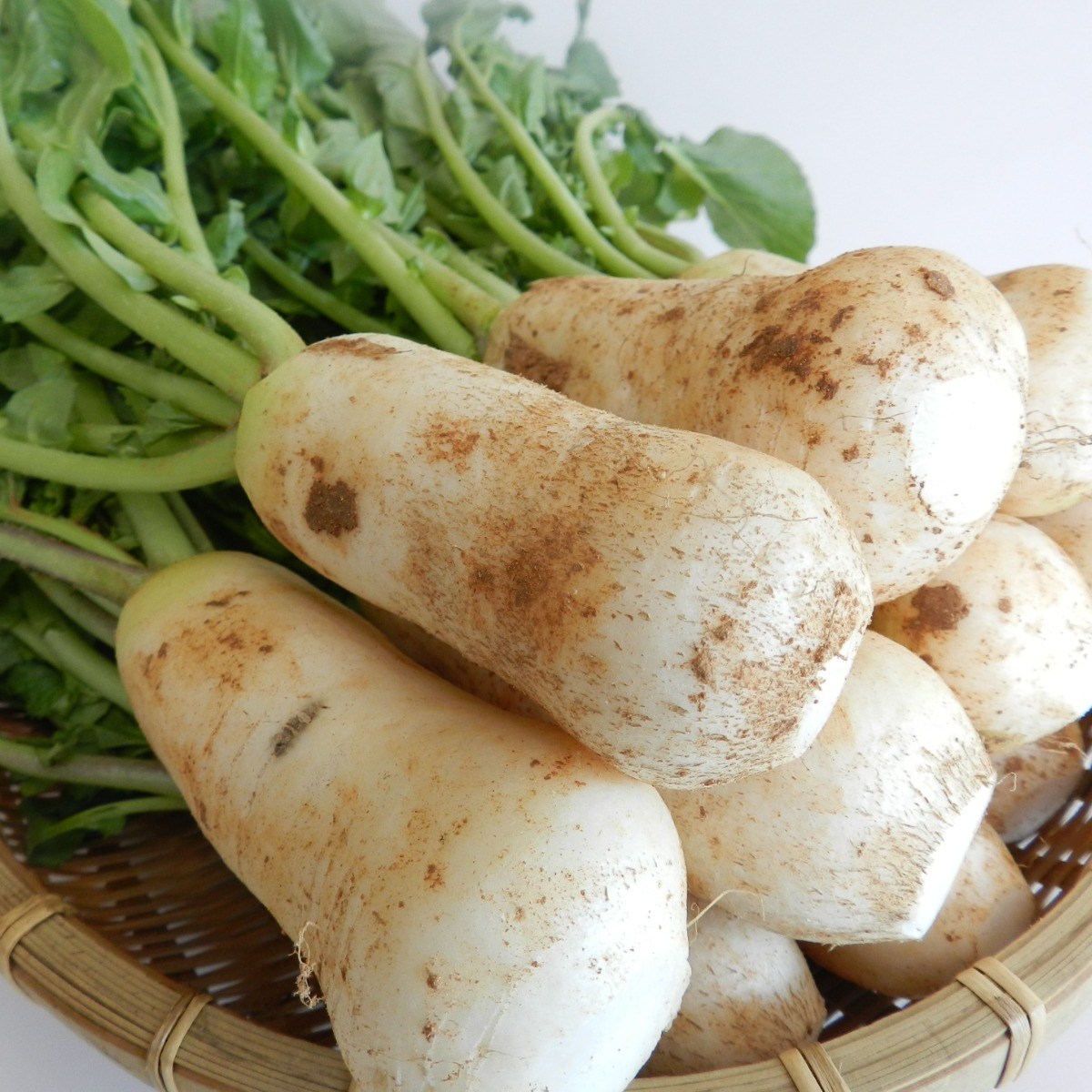 아삭 깨끗 산지출고 국내산 절임 세척 단단 알타리무, 1박스, 10kg 66,500원