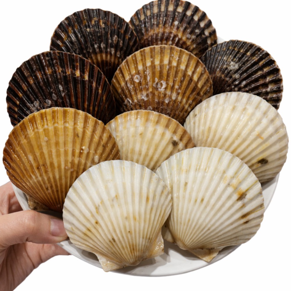 신품종 통영산 통통 흑백가리비 꽃게맛 가리비, 1개, 1kg(20미내외) 11,000원