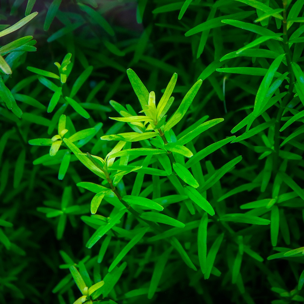 미미네아쿠아 물속수초 로탈라 실론 6줄기 4,500원