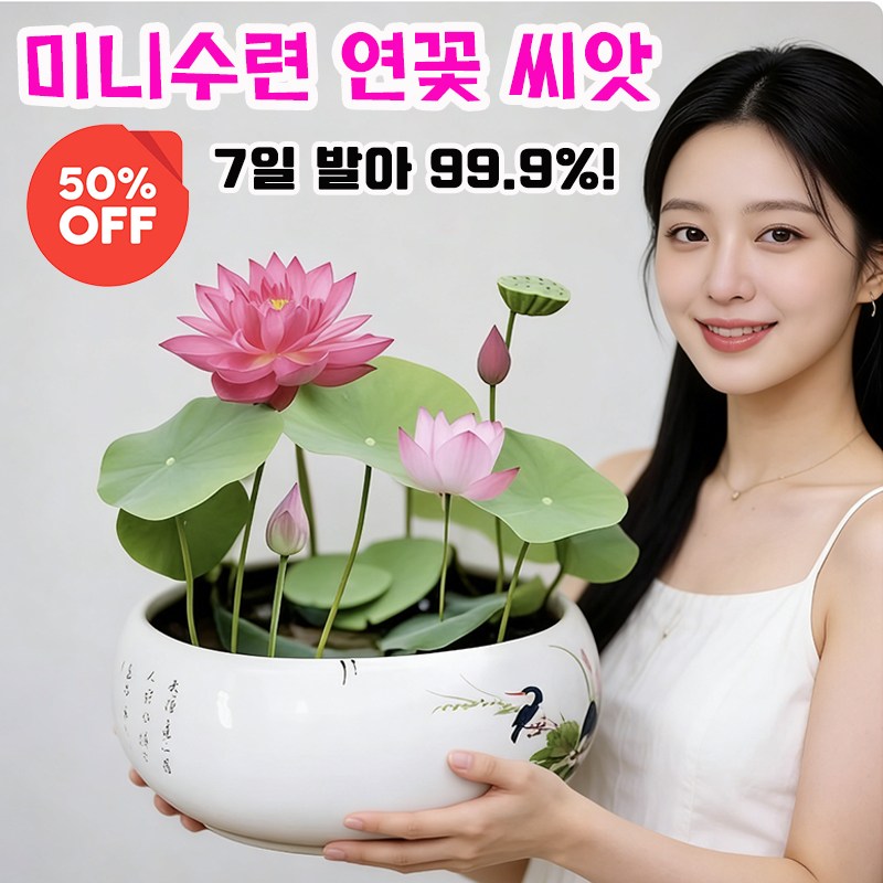 100알 200알 300알 관상용 수경 재배 연꽃 씨앗 미니수련 연꽃 씨앗 초보자추천 사계절 식물 공기 청정 연꽃씨앗 식물은 천연 공기 여과기 수련 10,400원