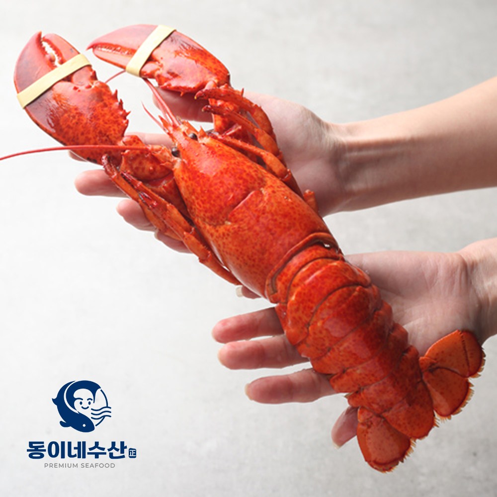 [동이네수산] 캐나다현지급냉 프리미엄 자숙랍스터 (마리당 440~500g) 65,200원