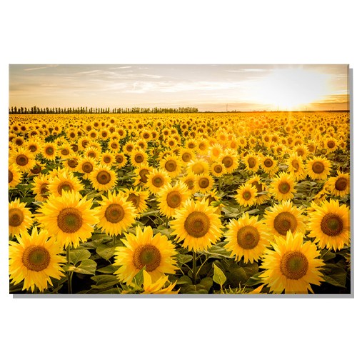 돈 들어오는 금전운 해바라기 액자 풍수그림 51,500원