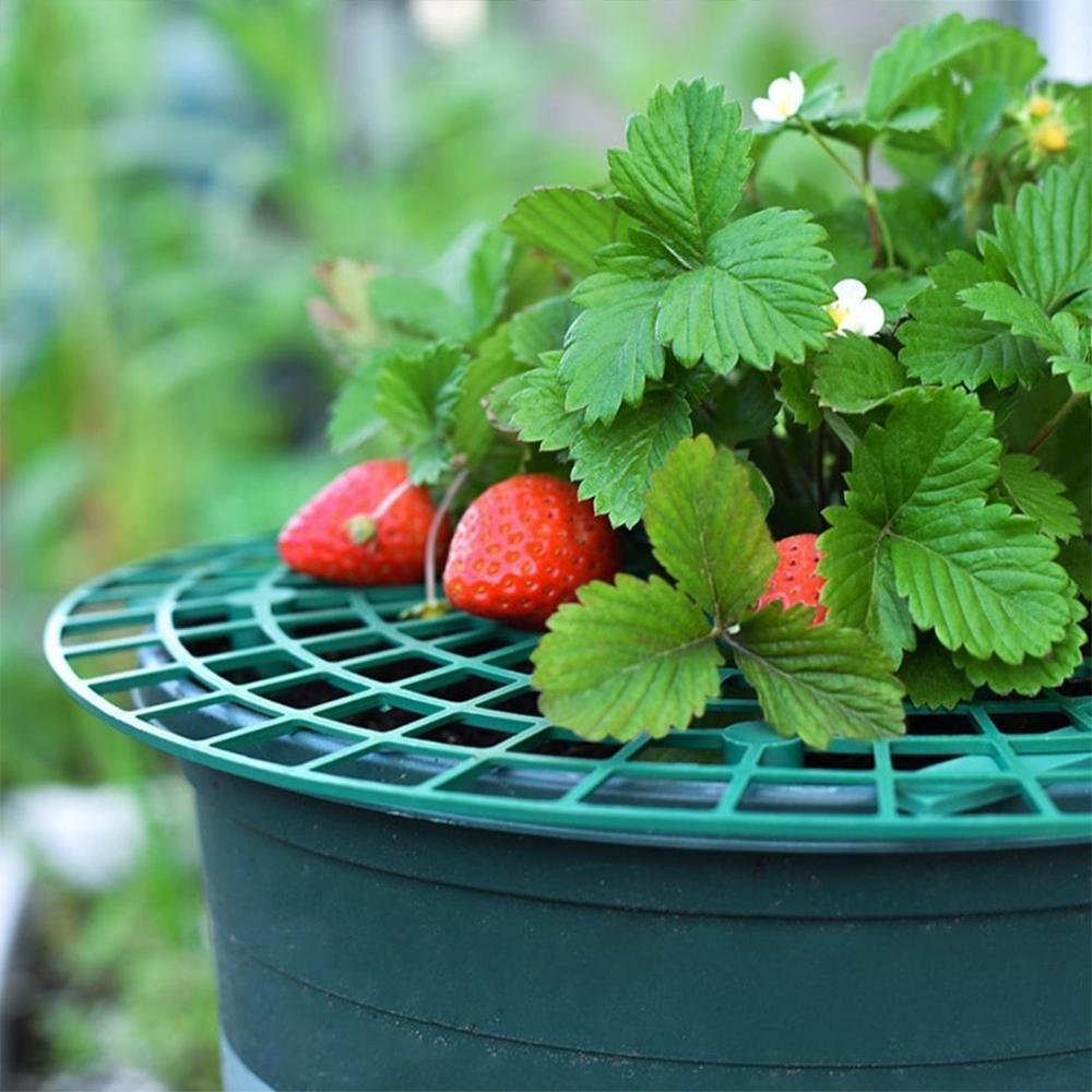 딸기 재배 받침대 트레이 화분 병충 농작물 재배기, 1개 4,400원