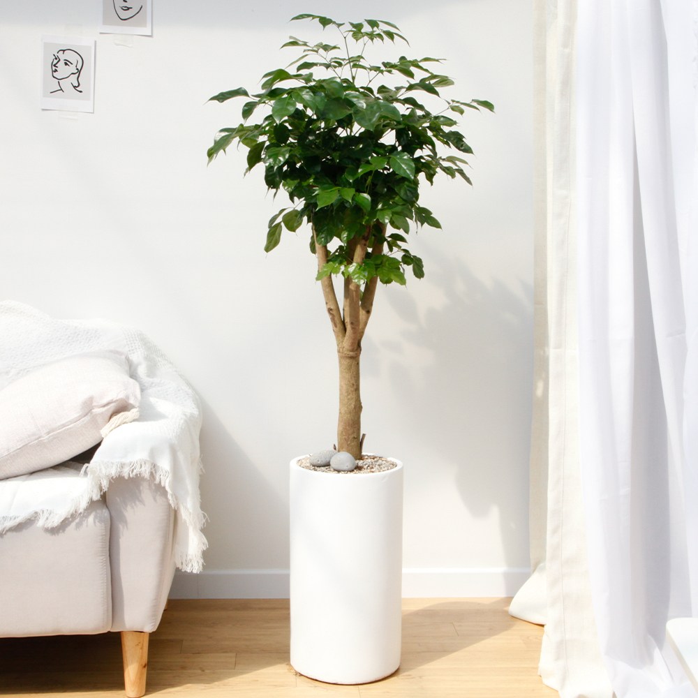 드셀플라워 금전수 뱅갈고무나무 집들이 선물 승진 사무실 이전 병원 개원 개업축하 화분 배달 당일배송 53.대형_녹보수 흰색원형 경량화분x 1개 109,000원