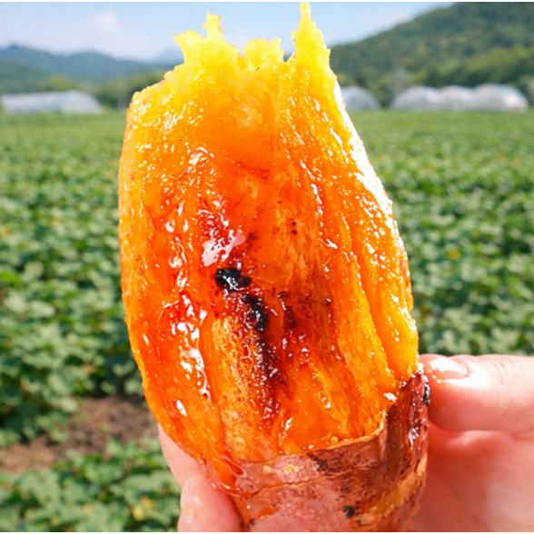 [해남우수농가] 꿀범벅 초고당도 베니하루카 꿀고구마 18,900원