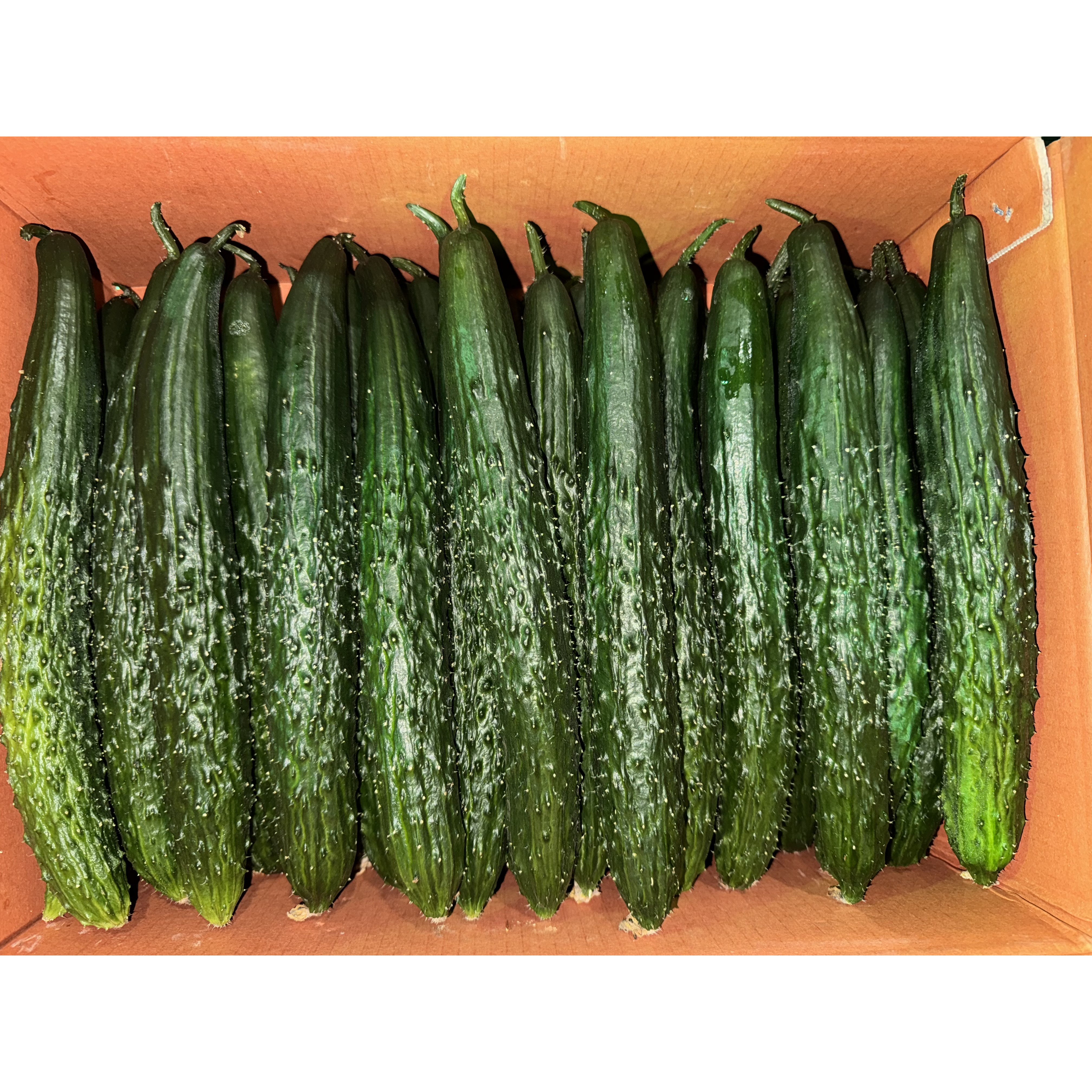 오이 가시오이 못난이 특품 5kg 10kg, 5KG, 1개 32,000원