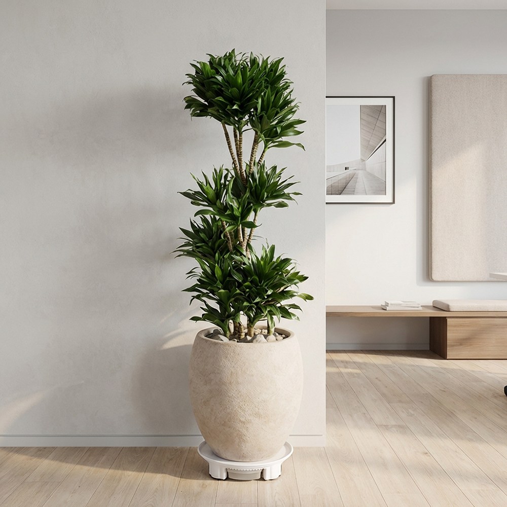 특대형 드라세나 콤팩타 개업선물 호텔급 인테리어식물 특별한 축하화분 235,000원