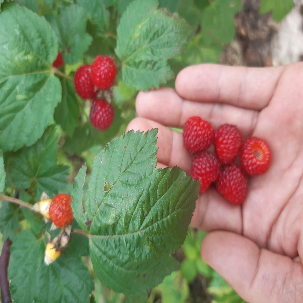 순창 산딸기 흑산딸기 생과 급냉 냉동산딸기 라즈베리, 1박스, 1kg(냉동) 24,000원