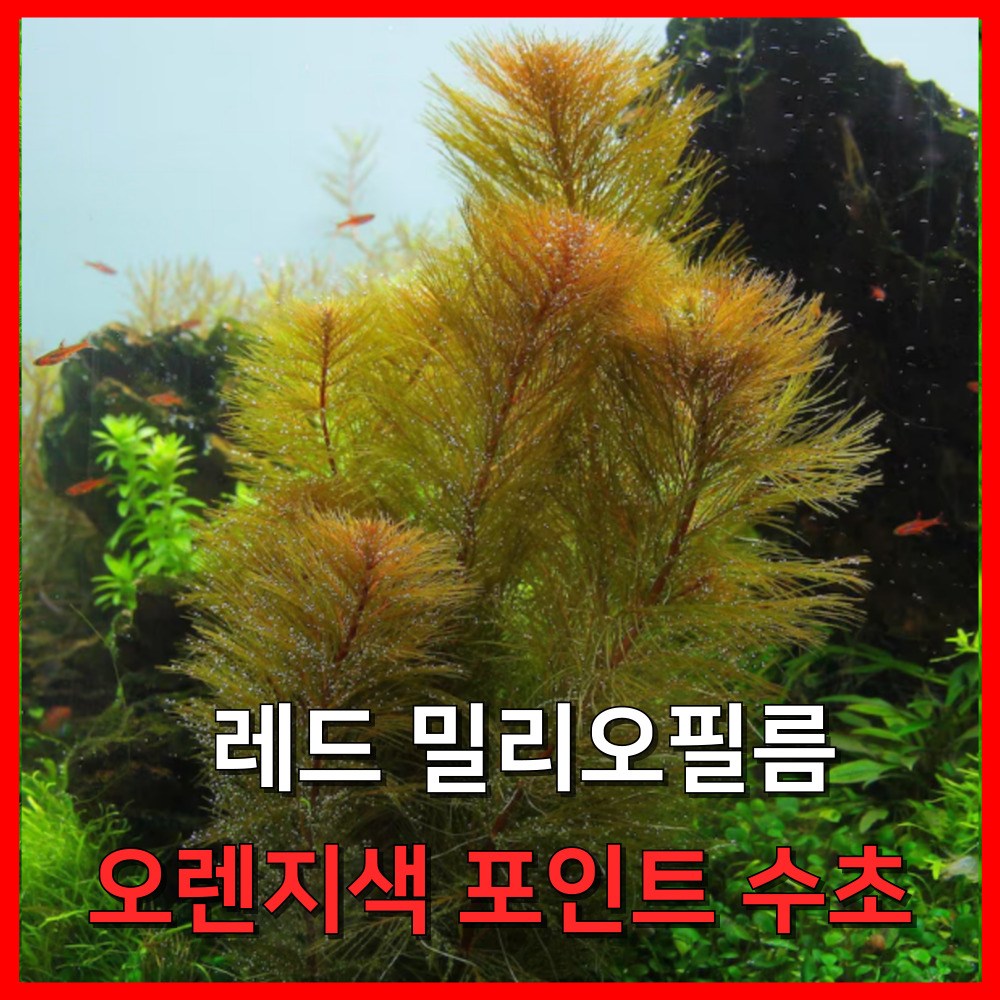 [수초농부] 레드밀리오 필름 오렌지색 포인트 수초 4,730원