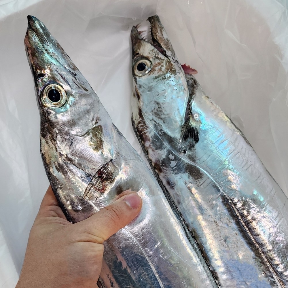 새벽경매 제주갈치 생갈치 164,000원