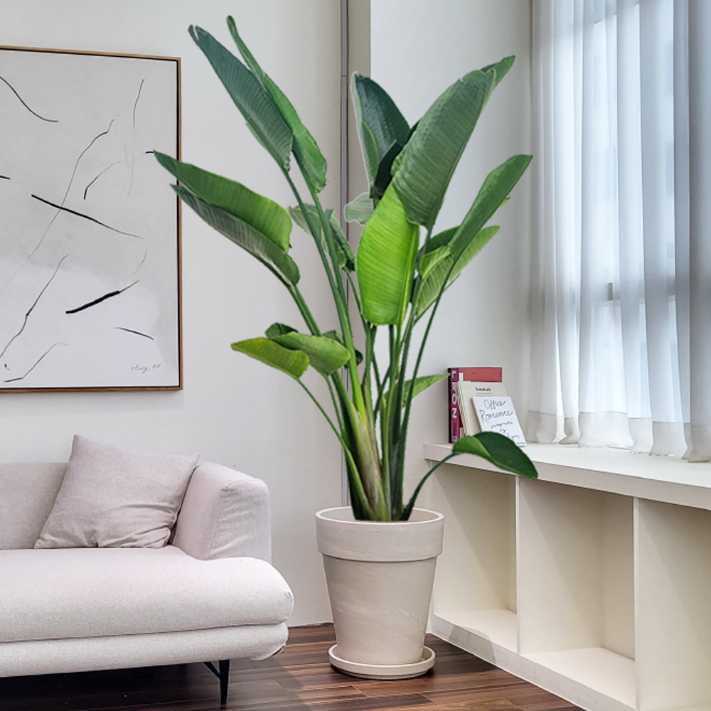 농원청년 크림토분 취임 영전 이직 승진 축하화분 실내 공기정화식물 사무실 카페 매장 공간 인테리어식물 거실화분 집들이 개업식 축하화환 여인초 금전수 뱅갈고무나무 아레카야자 행운목 249,000원