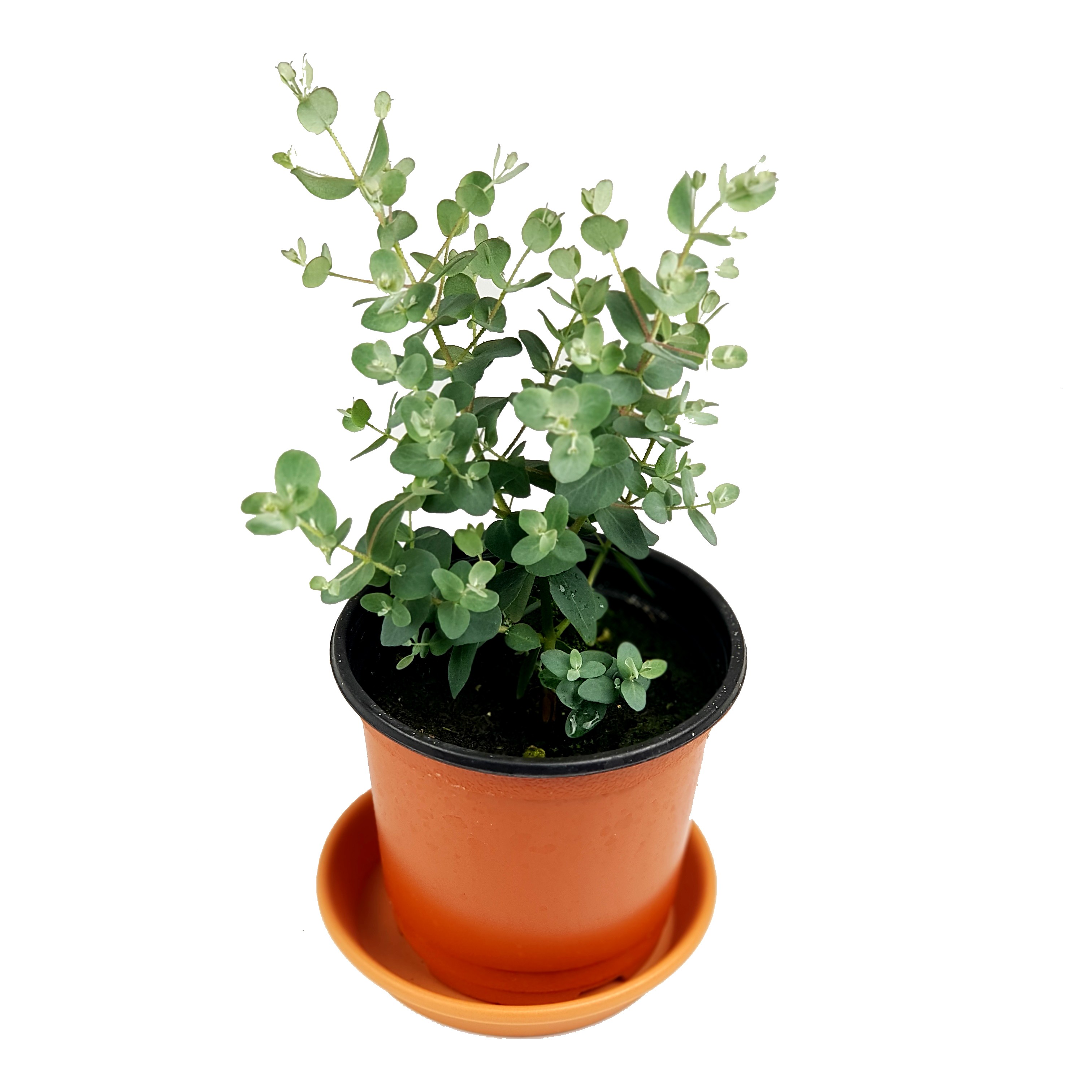 유칼립투스 화분 실내공기정화식물 키우기 쉬운 실내 반려식물 플랜테리어 3,000원