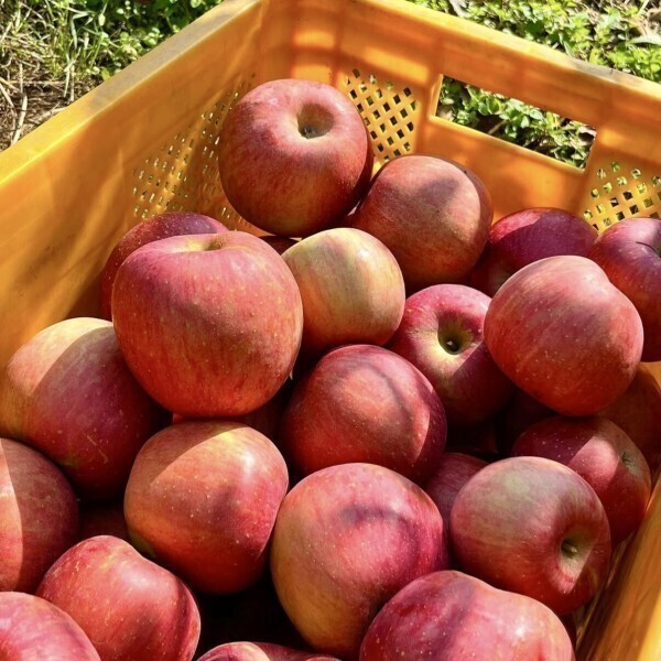 [초특가행사] 최대15brix 경북 햇사과 가정용, 1박스, 4kg(대과) 44,900원