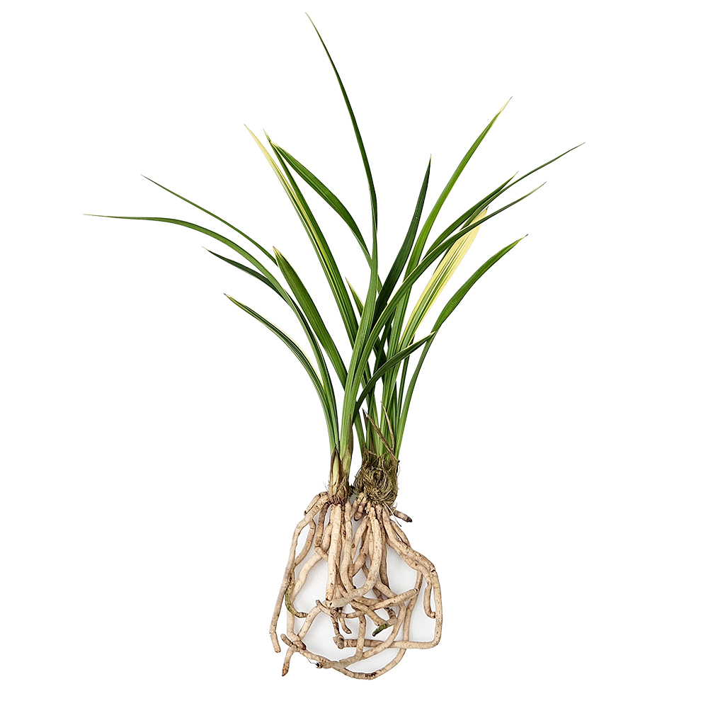 [나라아트] 할인행사 황룡금(4-5촉) 동양란 풍란 난, 1개 24,400원