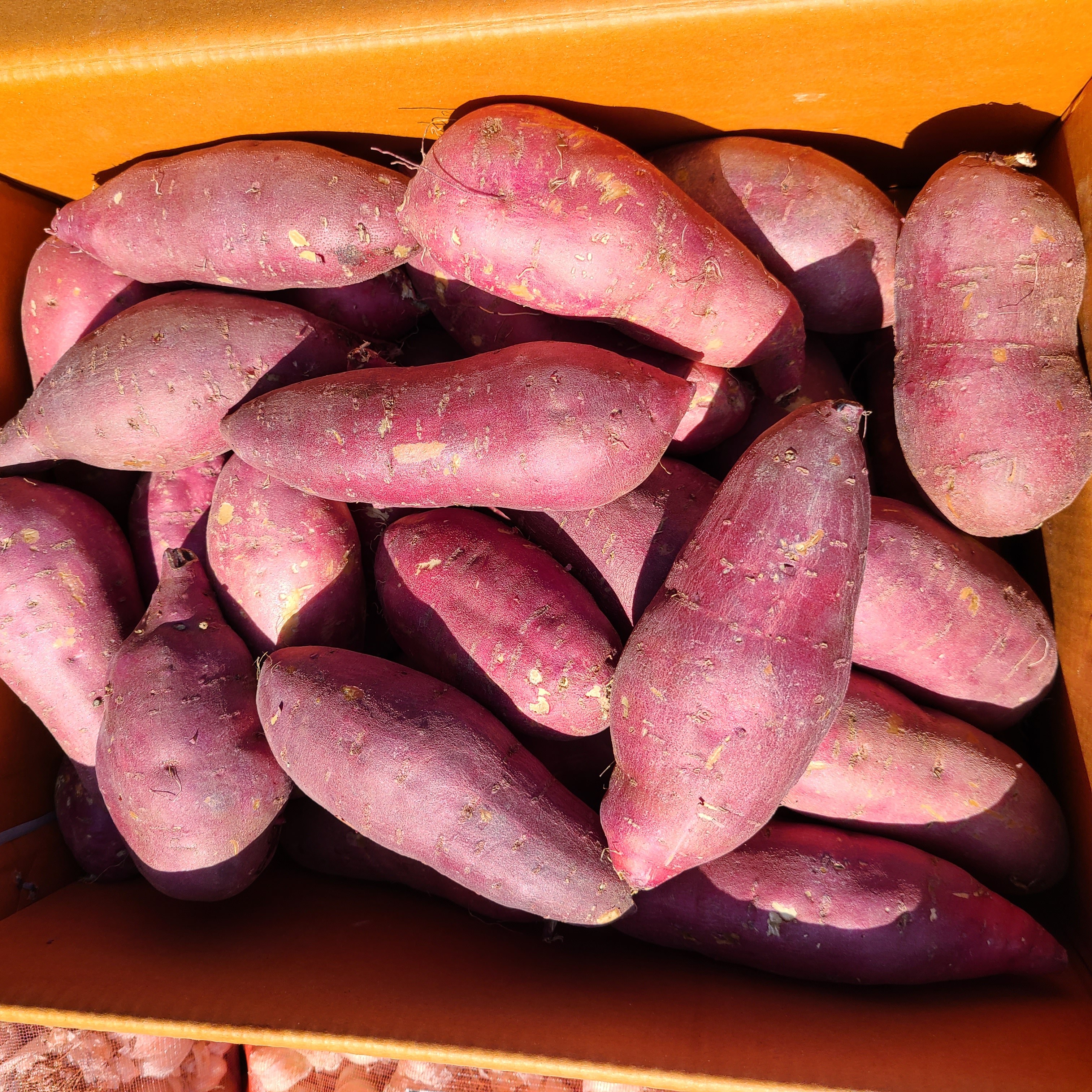 영호네농산물 꿀고구마 베니하루카 고구마, 1박스, 5kg(특상) 21,900원