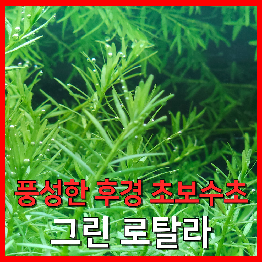 [수초농부] 그린 로탈라 풍성한 후경 초보수초 13,450원