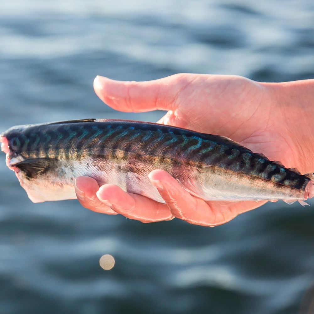 바다받아 도매 국내산 자반고등어 간고등어 국산천일염 110,300원