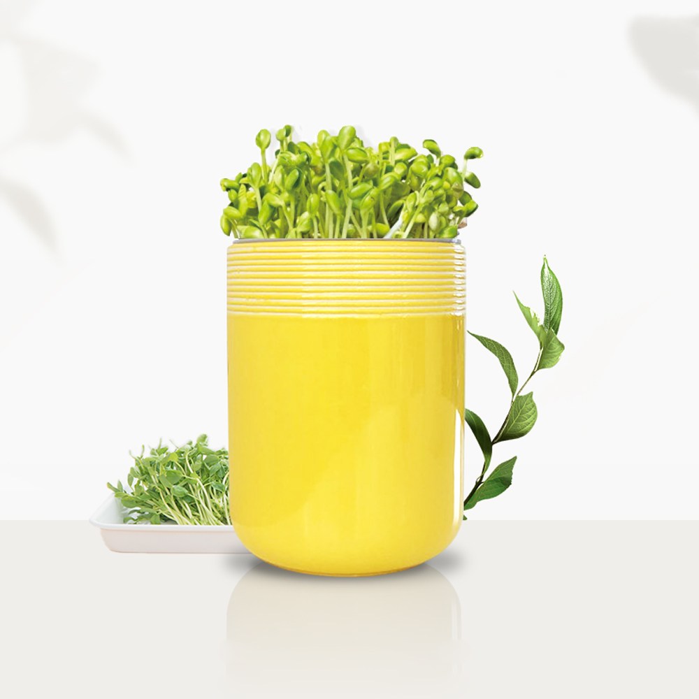 콩나물 재배 키트 어린이 관찰학습 집에서 체험 재배 기르기, 1개 24,300원