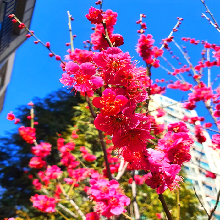 목하원예조경 설중매 매실나무 R3전후 결실주 봄꽃나무 매화 정원조경수 노지월동 매화꽃 개화주 묘목, R3전후, 1개 40,000원