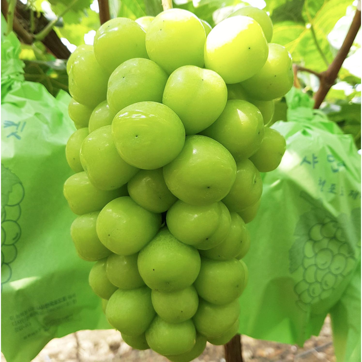 고당도보장 프리미엄 18brix 샤인머스캣 포도 17,600원