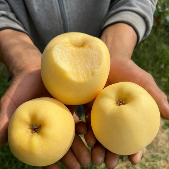[가성비픽]깜짝할인 농장직행 못난이 당도감탄 시나노골드사과, 1박스, 10kg 30,900원