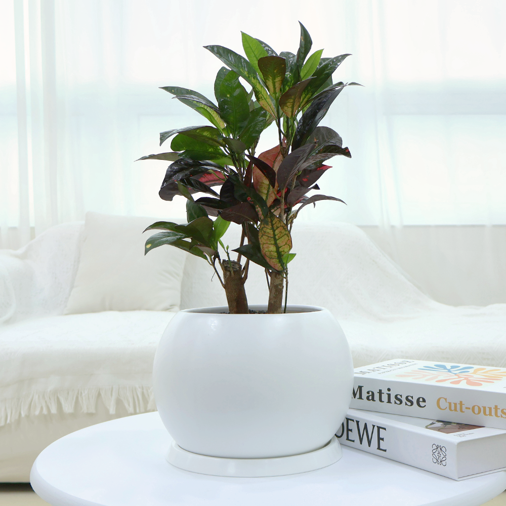 개업선물 BEST 1위 : 아이스 크로톤 (높이 50cm내외) i-0536 [전국당일배송] 인테리어 식물 축하 집들이 선물 개원, 1개 58,900원