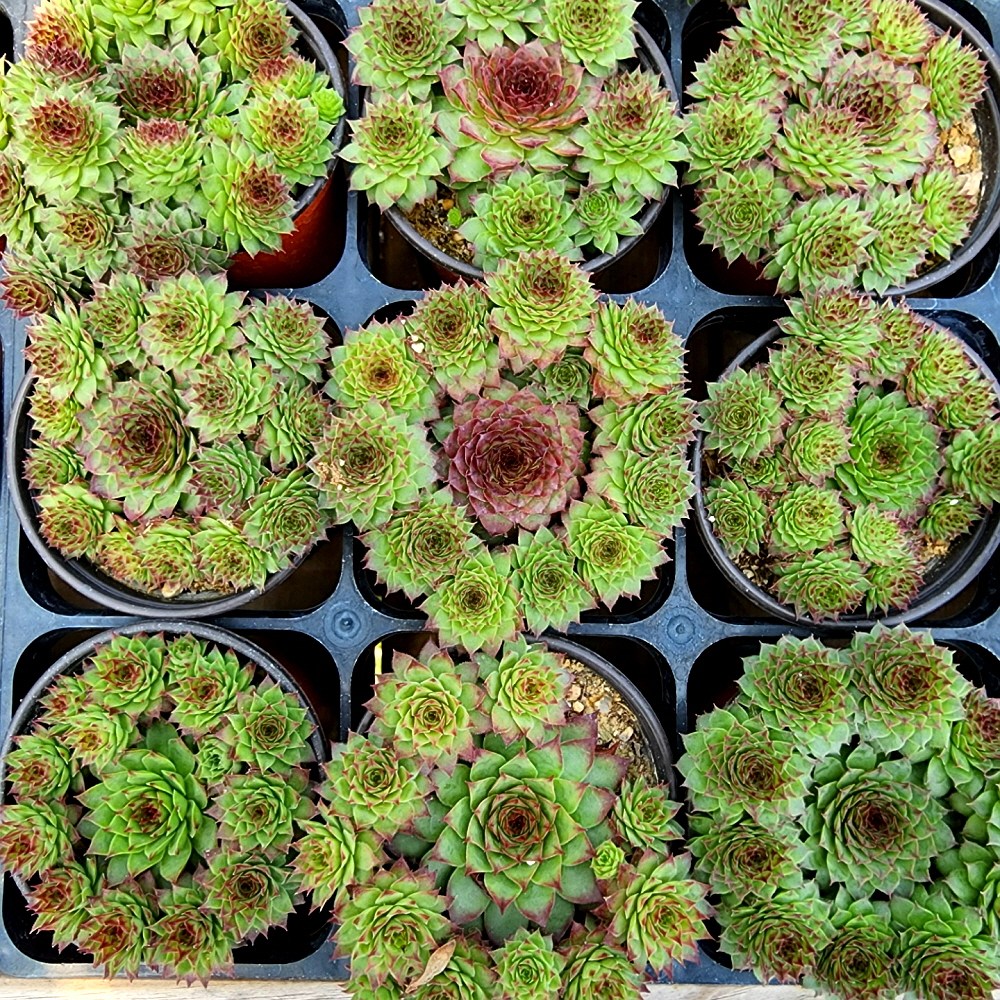 에덴플랜트 (5개한세트) 브론즈 바위솔 월동 다육이 노지월동 플랜테리어 초보다육 키우기쉬운식물 13,500원