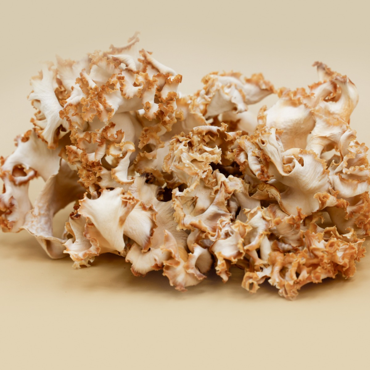 천기꽃송이버섯 건조 꽃송이버섯 (유기농, GAP인증) 60,000원