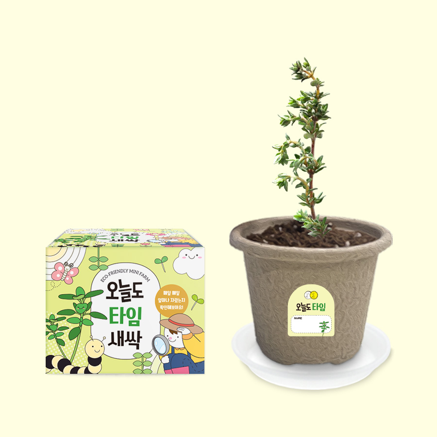 오늘도새싹 식물키우기 타임 미니화분, 타임 2,600원