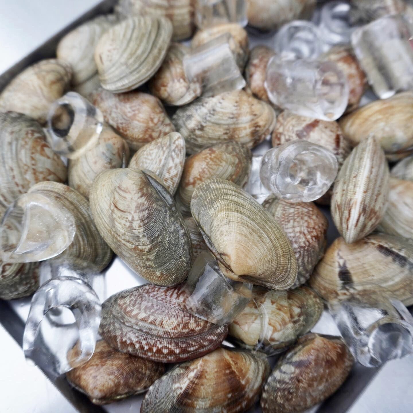 바다의 품격 남해안 명품 세척 바지락, 1개, 1kg 9,900원