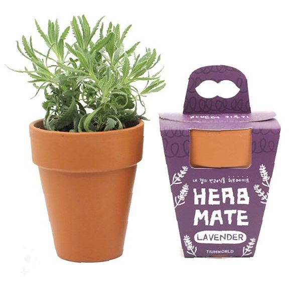 테라코타 화분 포함 허브 식물 재배 세트 보라색 패키지 디자인 실내 주방 베란다 14,830원