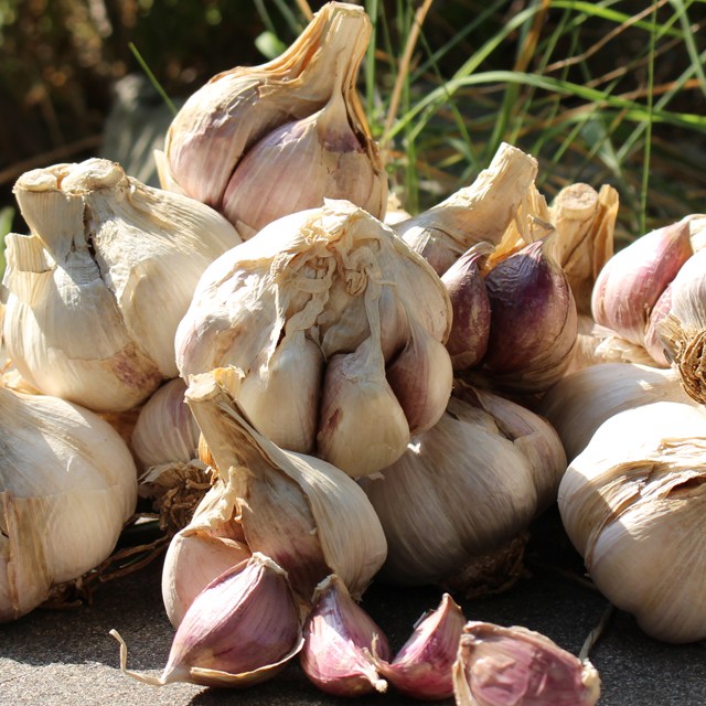 [산지직송] 황토밭 통마늘 (대서) 대 1kg/2kg 22,000원