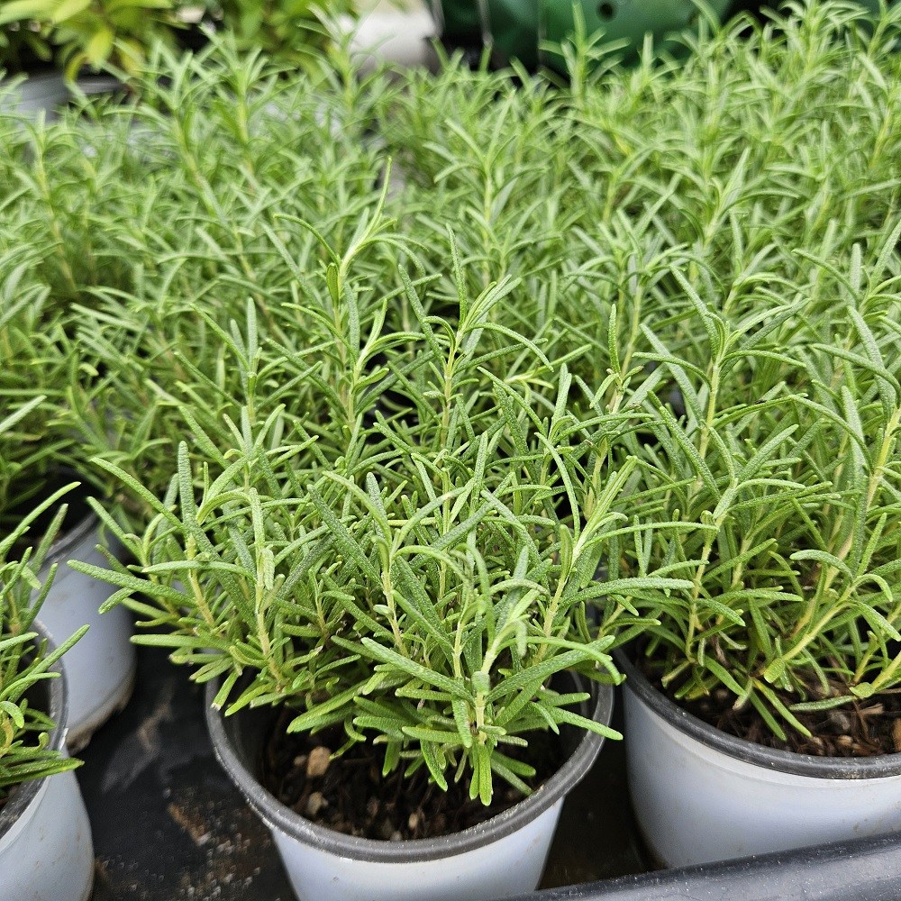 허브 로즈마리 식용식물 소품, 1개, 단일 3,000원